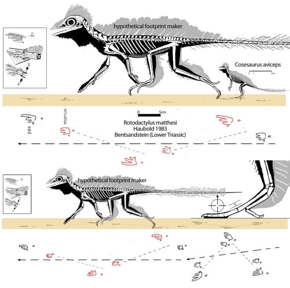 Figure 1. Scaling a quadrupedal Cosesaurus to the larger Rotodactylus tracks from Haubold 1983. Quadrant represents center of balance in the closeup foot. Graphic representation of a butt joint is nearby.