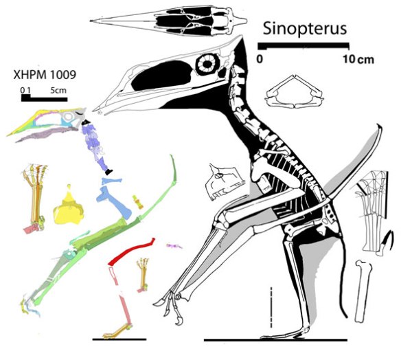 Figure 1. Sinopterus and purported juvenile, but note the skull is relatively smaller with smaller eyes in the smaller specimen. The feet are also distinct. This appears to be a smaller adult of another species, not a juvenile. 