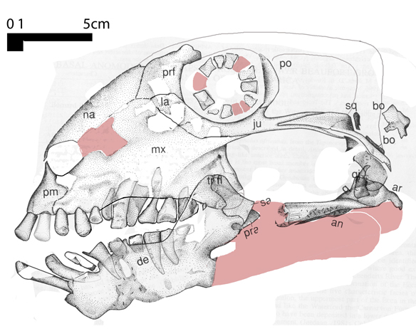 Figure 1. Anomocephalus skull with teeth replaced, no longer loose. It is apparent that the teeth ground against one another and that no tusks or enlarge canines were present. 