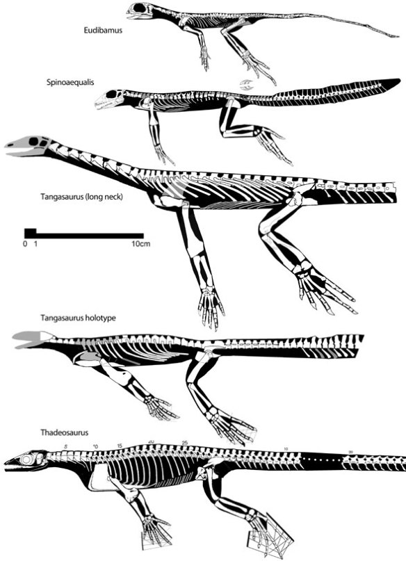 Figure 2. Basal archosaurmorph diapsids, including Eudibamus, Spinoaequalis, two Tangasaurus and Thadeosaurus to scale. 
