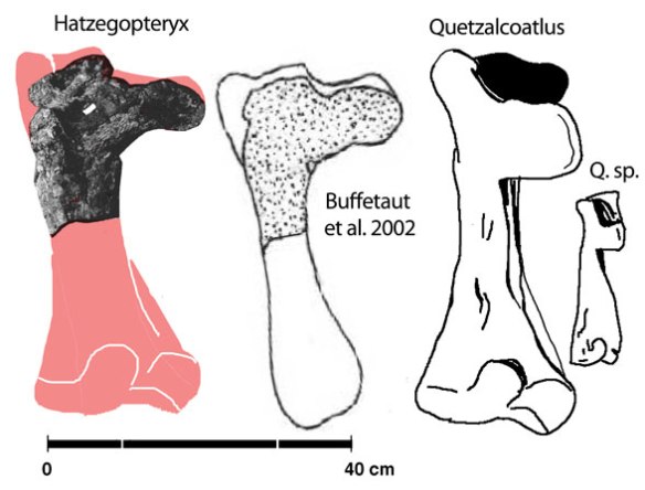 Figure 2. Hatzegopteryx humerus restored to follow Quetzalcoatlus northropi. 