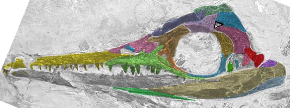 Figure 1. Mixosaurus panxianensis, sp. nov. (GMPKU-P-1033), Middle Triassic