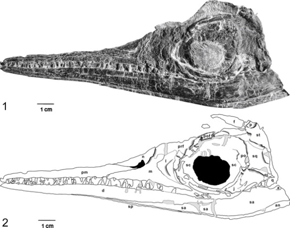 Figure 1. Another Mixosaurus from xx et al. 2011 with further indications of a lower temporal bar missed in the 2006 specimen.