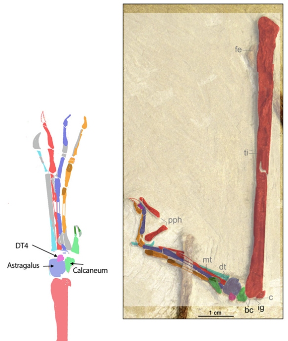 Figure 2. Colorized bones of the tibia, tarsus and pes of Wenupteryx (from Codorniu and Garrido 2013) permitted identification of the elements. Not a tibiotarsus, but a fused tibia/fibula and proximal tarsals plus distal tarsal 4 are identified here. 