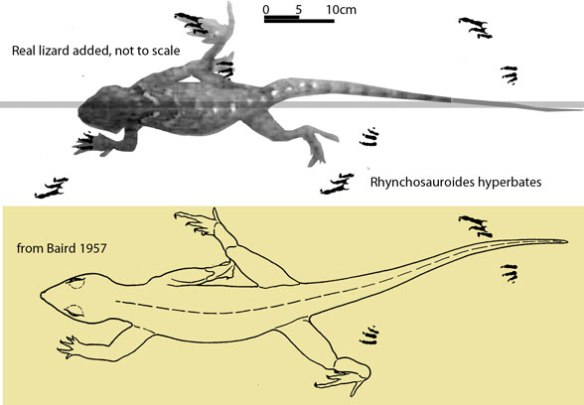Figure 2. The trackway of Rhynchosauroides hyperbates as originally compared to a trackmaker (below) and here compared to a relatively smaller living lizard in dorsal view. 