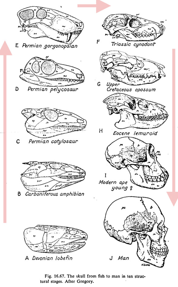 Our Face, from Fish to Man (Gregory 1929) updated