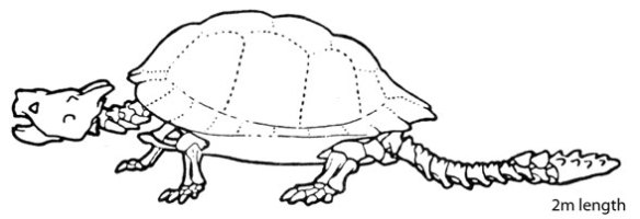 Figure 3. Meiolania is another club-tailed, short-toed turtle like Proganochelys.