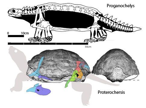 Proganochelys and Proterochersis, two Traissic turtles.