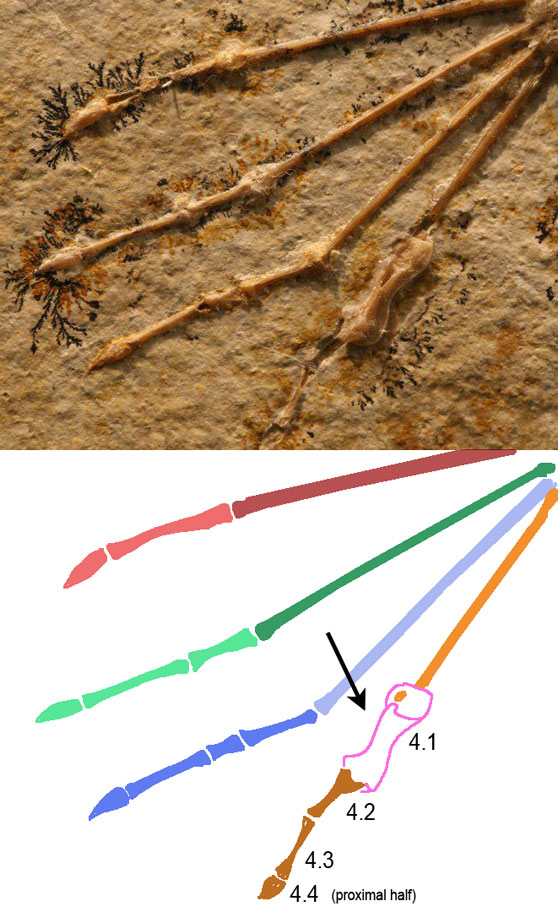 Figure 1. right pes of n62, Rhamphorhynchus muensteri. Note p4.1 is greatly expanded, like a balloon. 