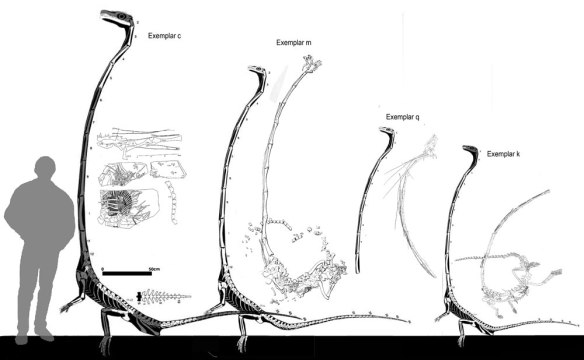 Figure 1. Click to enlarge. Four large Tanystropheus specimens in situ and reconstructed. The man silhouette  is 6 feet (1.8m) tall. 
