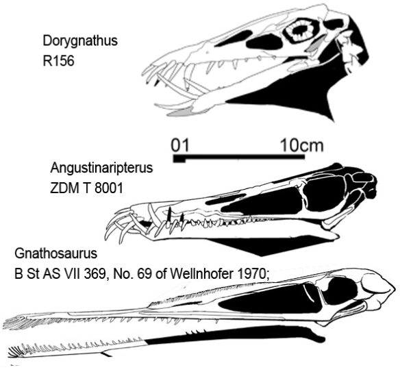 Figure 1. Angustinaripterus as a transitional taxon between Dorygnathus and Gnathosaurus.