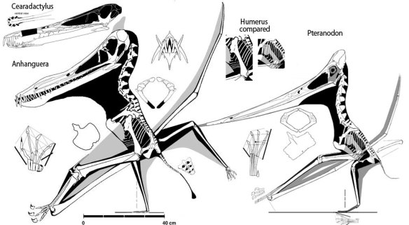 Figure 2. Cearadactylus, Anhanguera and Pteranodon compared. The inset compares the humerus of Anhanguera and Pteranodon.