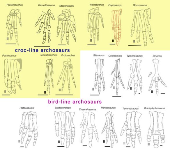 Figure 1. Archosaur feet divided into traditional croc-line and bird-line clades