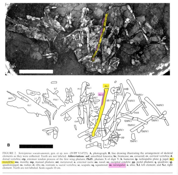Figure 1. From Andres et al. 2010, where they misidentify a tibia/fibula and call it a mandible with surangular.