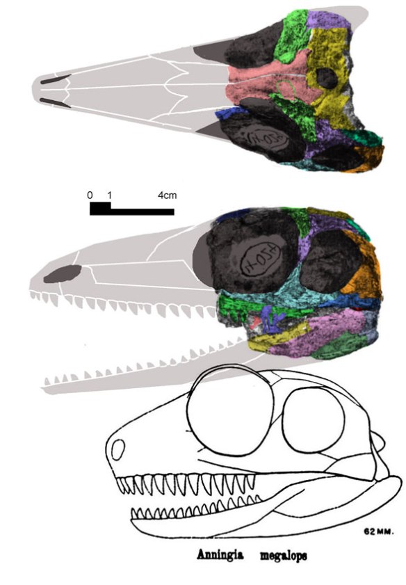 Figure 1. Anniningia megalops as illustrated by Romer and Price 1940 (below) and in two views from Reisz and Dilkes 1992 with elements colorized and hypothetical rostrum and jaws added. 