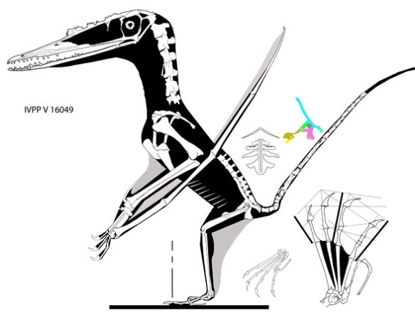 Figure 4. Darwinopterus linglongtaensis. 