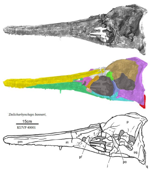 Figure x. Dolichorhynchops skull (above), interpreted here (color) and interpreted by O'Keefe (drawing). 