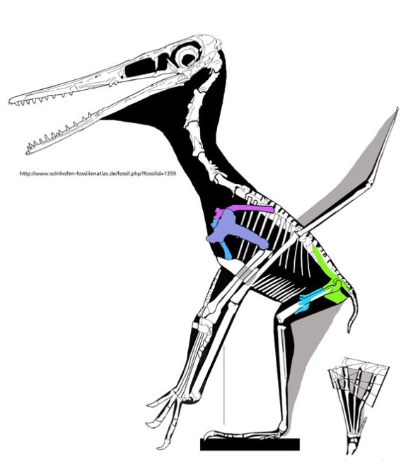 Figure 4. Closeup of the private Pterodactylus with extensive wing membrane preservation.