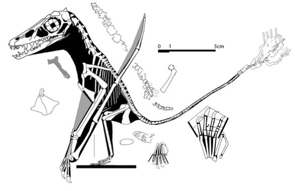 Figure 4. The Maxberg specimen attributed to Scaphognathus, no. 110 in the Wellnhofer 1975 catalog. Note the tail is greatly reduced yet retains bony stiffening spines, as described by Costa et al.