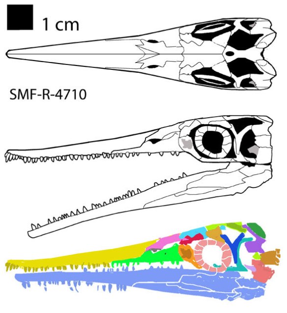 Figure 3. Stereosternum SMF-R-4710 reconstructed from traced image (in color below). Here temporal fenestration is clearly diapsid. 