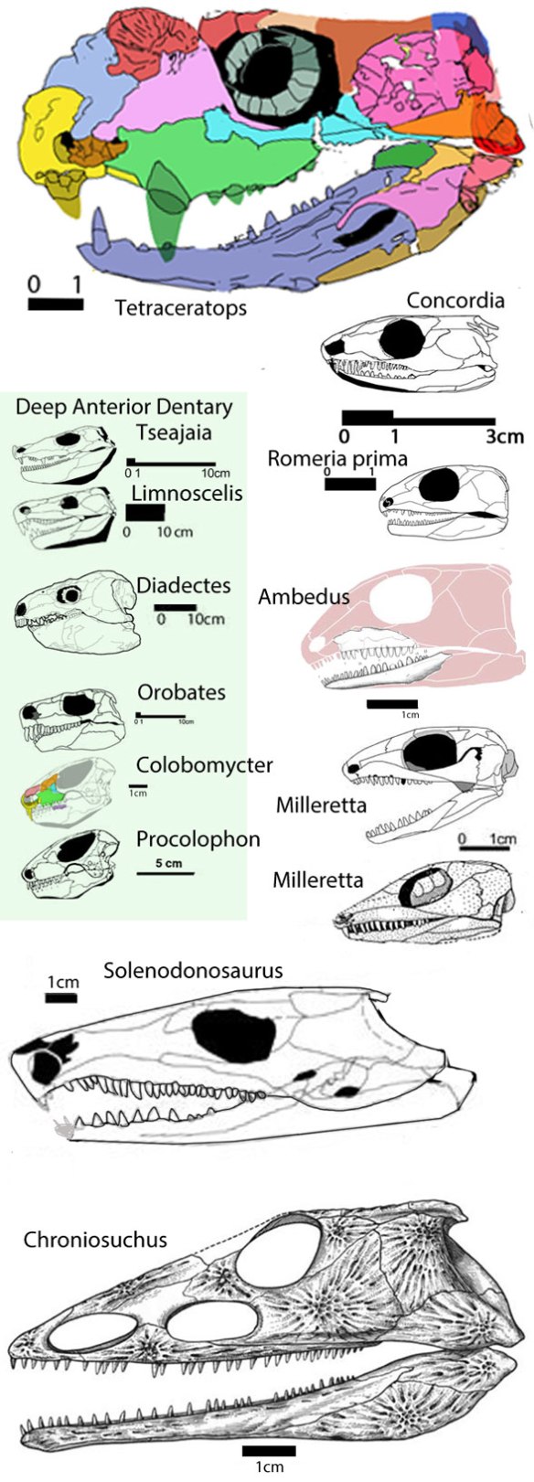 Figure 1. Ambedus pusillus compared to candidate sister taxa. The shallow mandible and small size of this adult does not match the deep mandible found in diadectids, but more closely matches millerettids, solenodonsaurs and chroniosuchids. The outgroup of all of these taxa is Romeria primes, which has a medium depth dentary. 