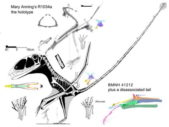 Dimorphodon588