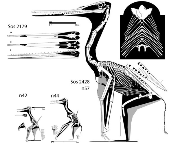 Figure 2. The flightless pterosaur, Sos 2428, along with two ancestral taxa, both fully volant. Note the reduction of the wing AND the expansion of the torso. We don't know the torso of Q. northropi. It could be small or it could be very large. 