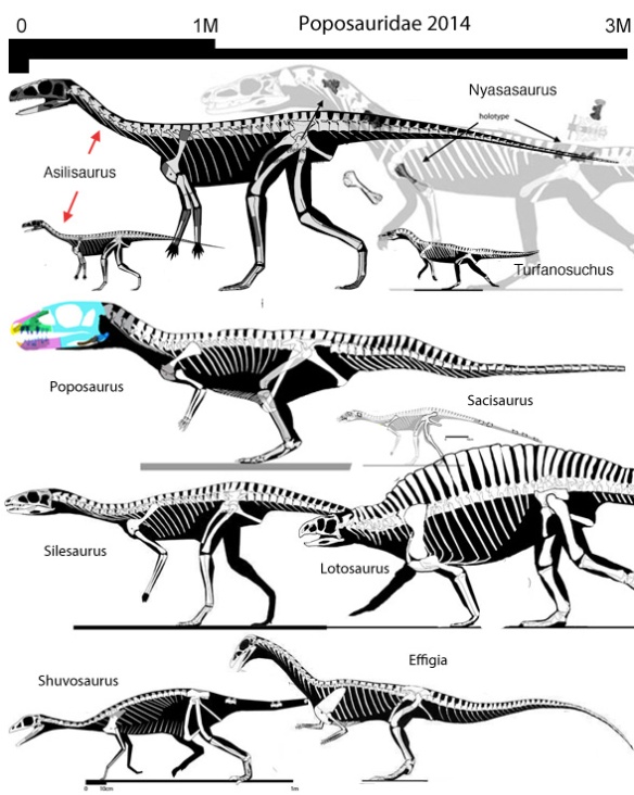 Figure 1. Poposauridae revised for 2014. Here they are derived from Turfanosuchus at the base of the Archosauria, just before crocs split from dinos. 