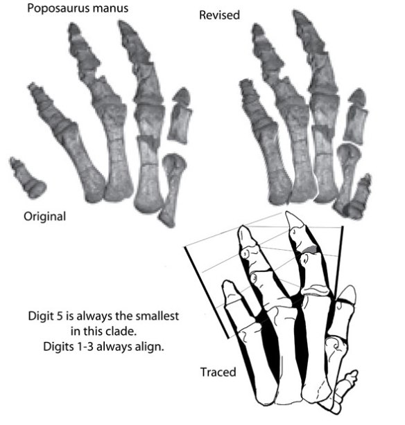  Figure 1. Poposaurus manus as originally restored and with digit 1 switched to 5.