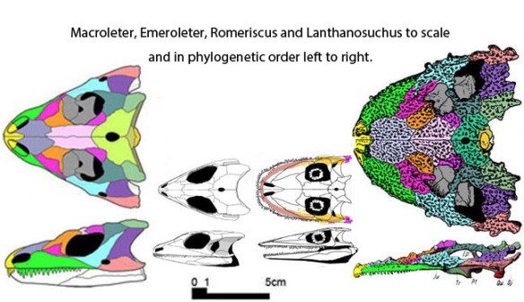 Figure 2. Macroleter, Emeroleter, Romeriscus and Lanthanosuchus in phylogenetic order and to scale. All have a lateral temporal fenestra. 