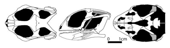 Figure 1. Carusia intermedia, a basal lepidosaur close to Meyasaurus now, but looks a lot like Scandensia. Note the primitive choanae and broad palatal elements. None of the data I have shows the caudoventral process of the jugal, so I added it here from the description. Same with the epipterygoid.