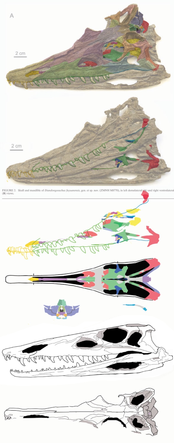 Figure 1. Using DGS to tease out the palate elements of Diandongosuchus. Color tracings enable the important elements of the skull to be layered upon one another to see where things match up and where they don't. A sliver here might be connected to another sliver there. I was surprised to see how narrow the skull was, even before crushing.