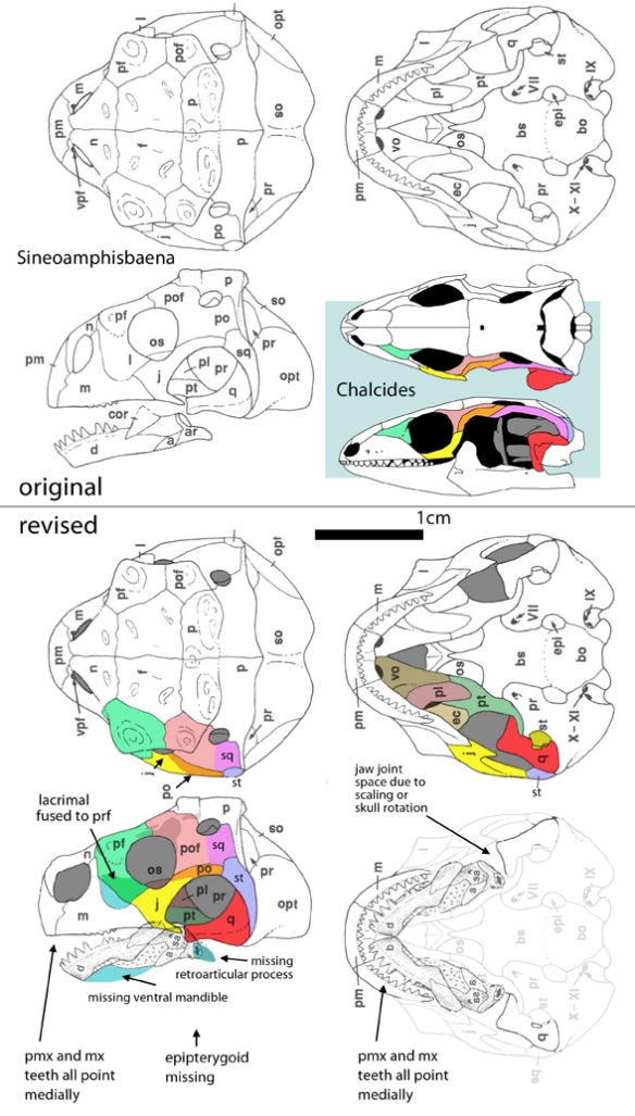 Figure 2. The skull of Sineoamphisbaena as originally interpreted and as reinterpreted here with color coding matched to that of a more "normal" sister, Chalcides guentheri. Note the squamosal forms the posterior border of the upper temporal fenestra of both taxa. 