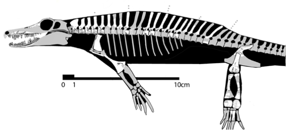 Figure 1. Just move the mandible forward so the last tooth is anterior to the orbit and Echinerpeton becomes a long snouted pro to-secodontosaur. 