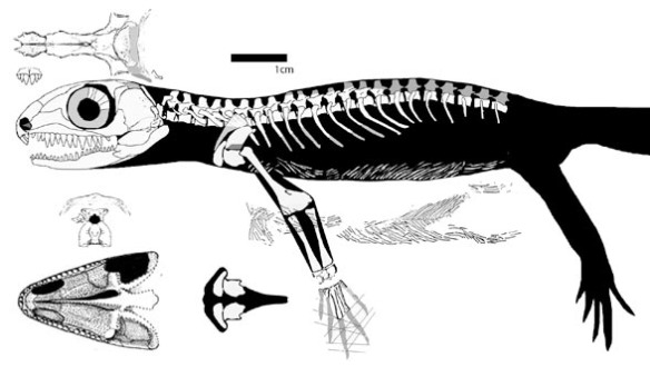 Figure 4. Cephalerpeton. A basal lepidosauromorph.