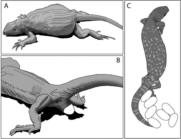 Figure 4. Extant lizards, A. gravid, B. in the process of laying eggs, C. with egg clutch.