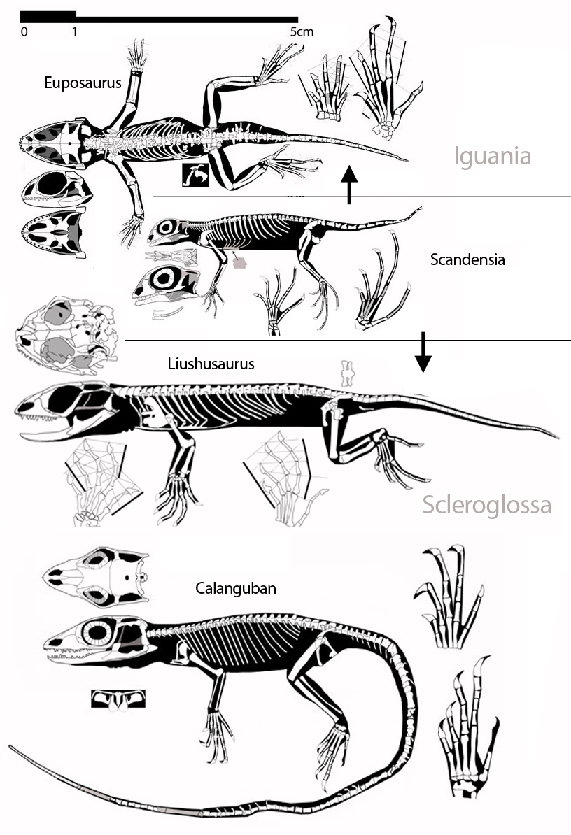 Figure 2. Basal squamates. Here Euposaurus is a basal Iguania. Liushusaurus and Calanguban are basal Scleroglossa. Scandensia is presently their last common ancestor.