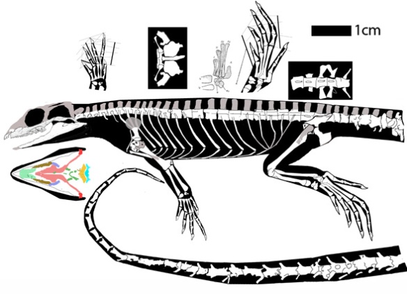 Leptosaurus, a very small rhynchoceplian basal to Sapheosaurus and Noteosuchus on one branch, Trilophosaurus, Azendohsaurus, Mesosuchus and rhynchosaurs on the other. Teeth are not fused to the jaws. Astragalus not fused to the calcaneum. Note the very tiny pectoral girdle. Preserved in ventrolateral view, the nares are not visible, so perhaps they were dorsal as in rhynchosaurs.
