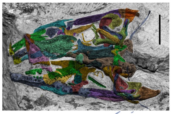 Figure 4. Megachirella in situ with bones colorized. Some bones are represented by impressions of the lost bone. 