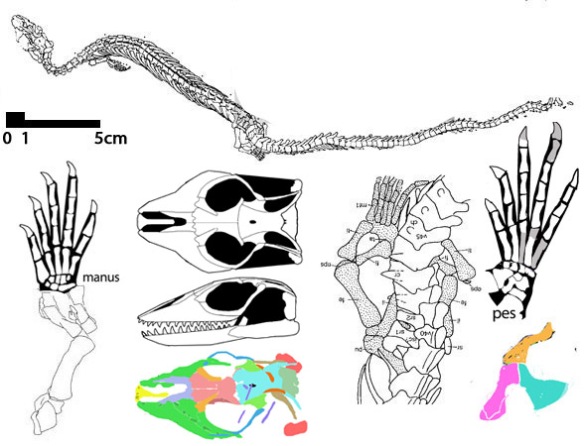 Figure 2. Adriosaurus, a snake ancestor sister.