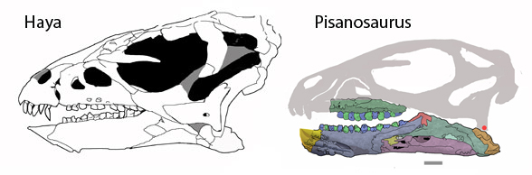 Figure 3. Skull of Haya and restored skull of Pisanosaurus compared. The resemblance of preserved elements is apparent here. In both cases the mandibular fenestra is filled in. The other holes in the Pisanosaurus mandible are artifacts of taphonomy. Pisanosaurus data from Irmis et al. 2007b.
