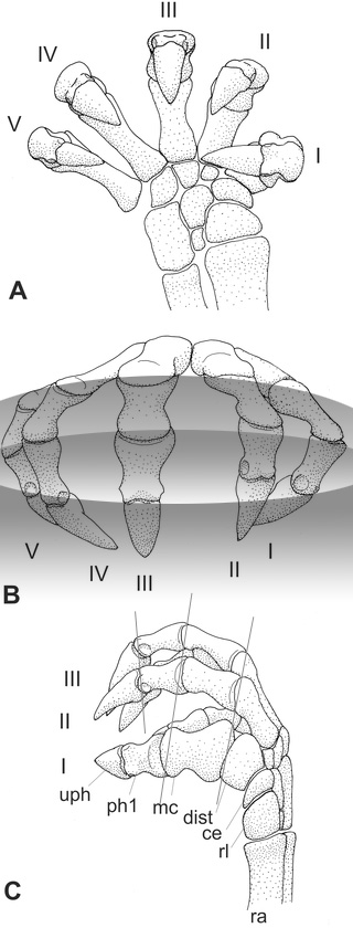Figure 1. Manus of Galesaurus, an arboreal dromasaur, anomodont, synapsid. 