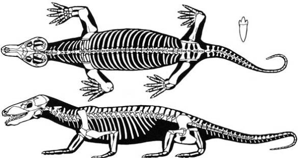 Figure 2. Procynosuchus, a basal cynodont therapsid synapsid sister to humans in the large reptile tree (prior to the addition of advanced cynodonts including mammals).