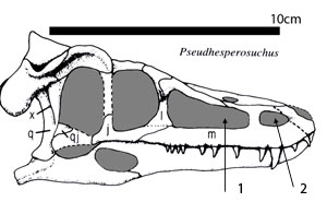 Figure 4. Pseudhesperosuchus by Clark et al. 2000 showing the second antorbital fenestra caused by taphonomic slippage of the maxilla. 
