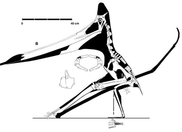 Figure 3. The UALVP specimen of Pteranodon. Note the lack of taper in the rostrum along with the small size of the orbit.