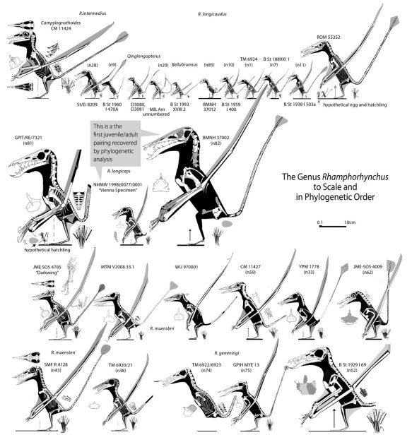 Figure 4. Bennett 1975 determined that all these Rhamphorhynchus specimens were conspecific and that all differences could be attributed to ontogeny, otherwise known as growth to maturity and old age. Thus only the two largest specimens were adults. Hah!