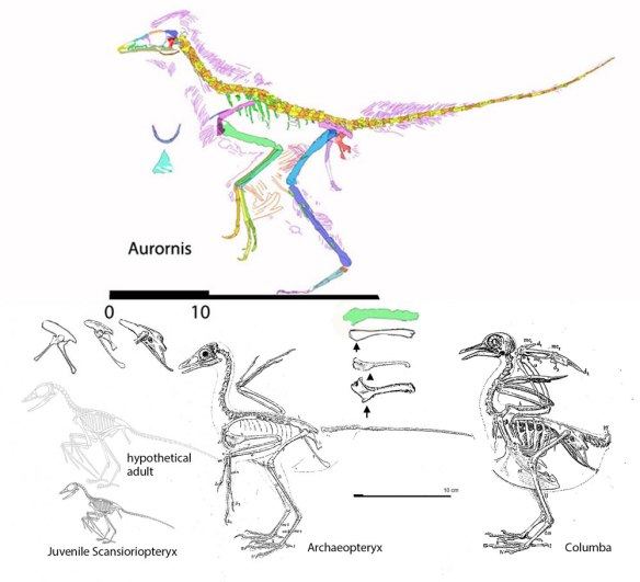 Figure 1. Scansioropteryx compared to Aurornis, Archaeopteryx and Columba, the pigeon. Note the shapes of the pelvis and the humerus. 