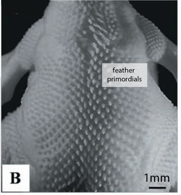 Figure 2. Primordial feathers on the back of a 10-day-old chick embryo. 