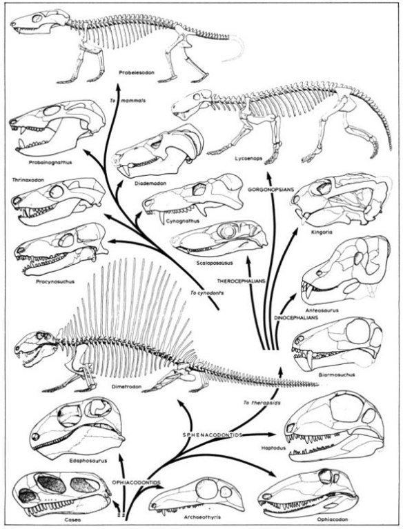 Figure 1. Synapsid evolution according to TS Kemp 1982. 