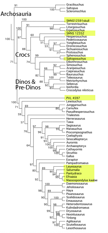 Figure 1. Subset of a revised large reptile tree. Taxa that have moved are highlighted. 